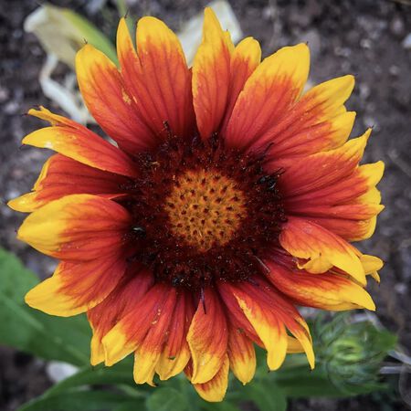 Mesa Bicolor Bright, Gaillardia - Packet image number null